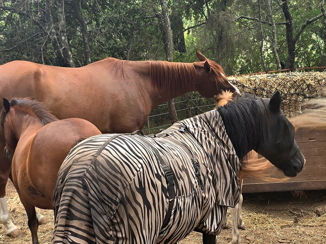 Aventure cheval. Randonnées à cheval-La Crau必去景点