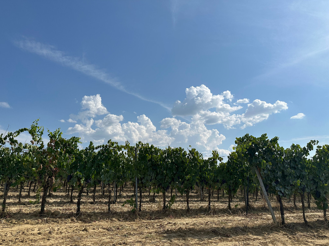 Tenuta Valdipiatta-蒙特普尔恰诺必去景点