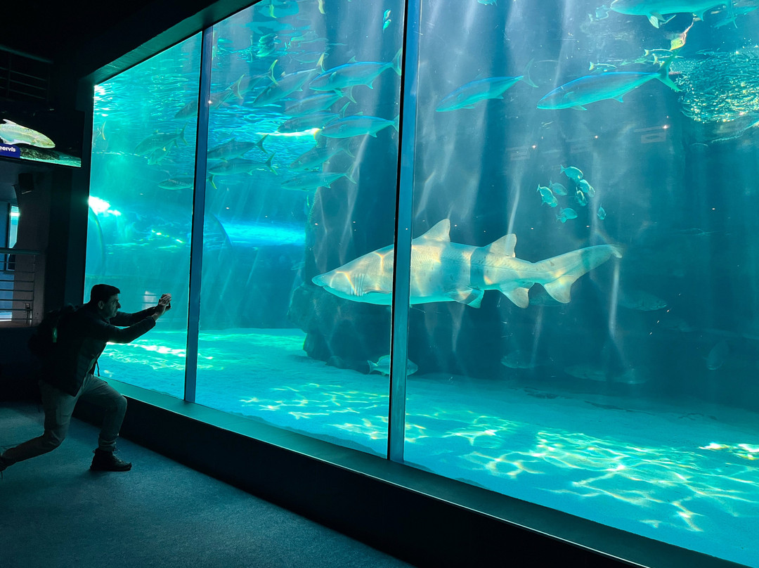 Two Oceans Aquarium-开普敦中心区必去景点