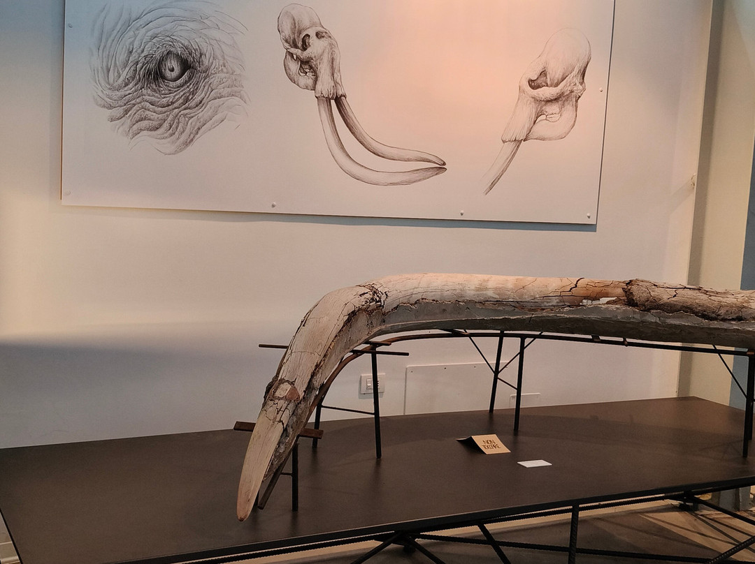 Museo Paleontologico "Luigi Boldrini"-Piegaro必去景点