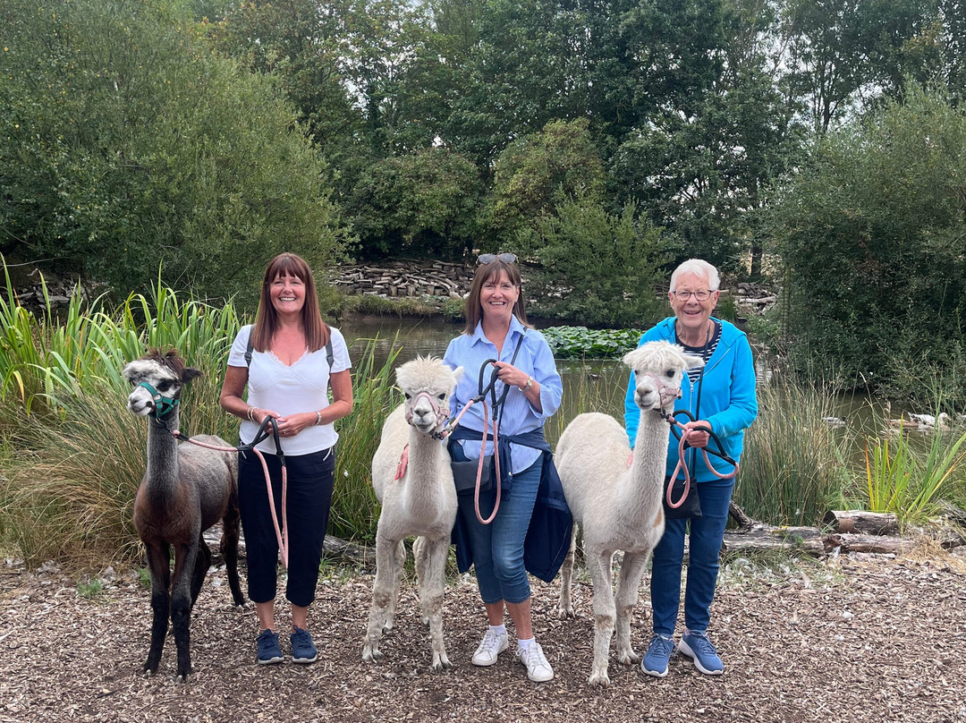 Nanny Sharon's Alpaca Farm C.I.C-Prenton必去景点