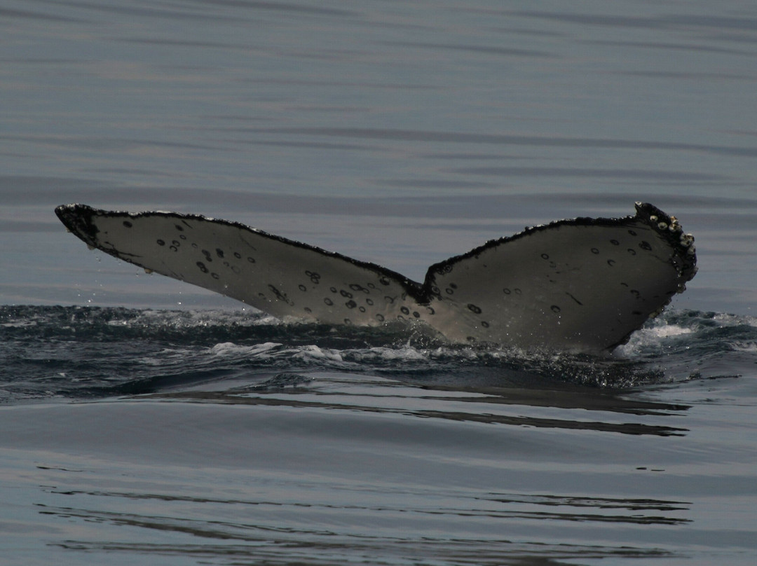 Whales Sunshine Coast-Buddina必去景点
