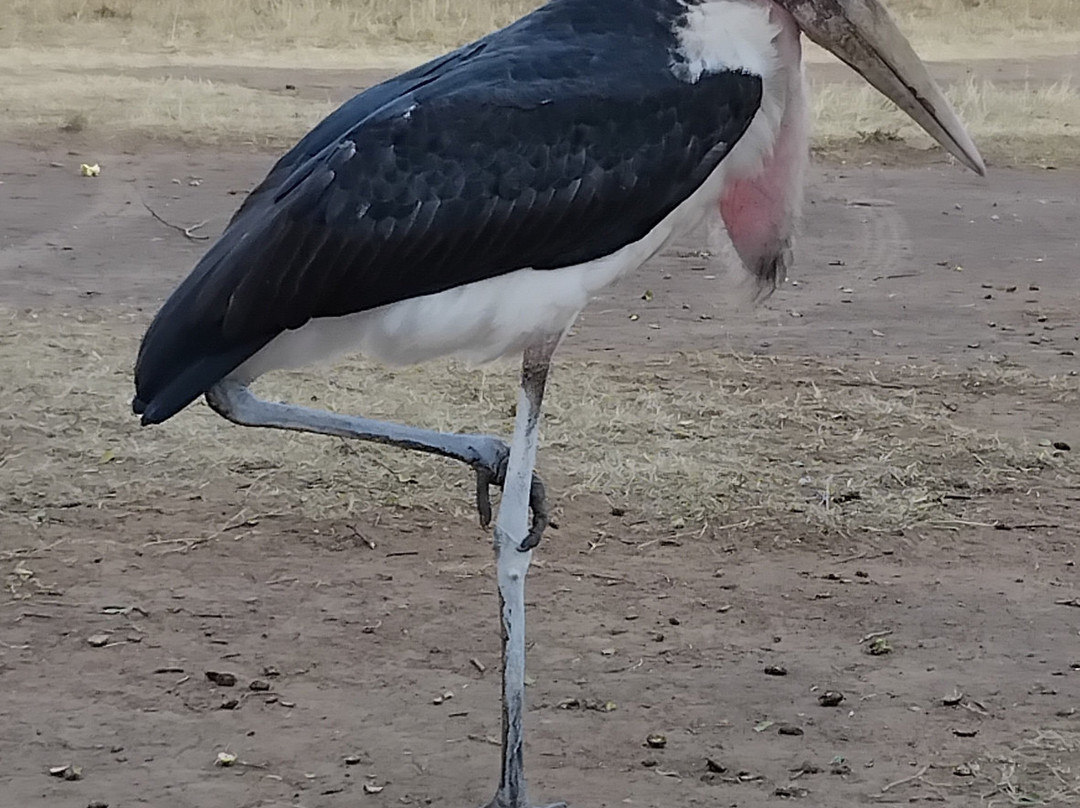 Maasai Mara National Reserve-纳罗克必去景点