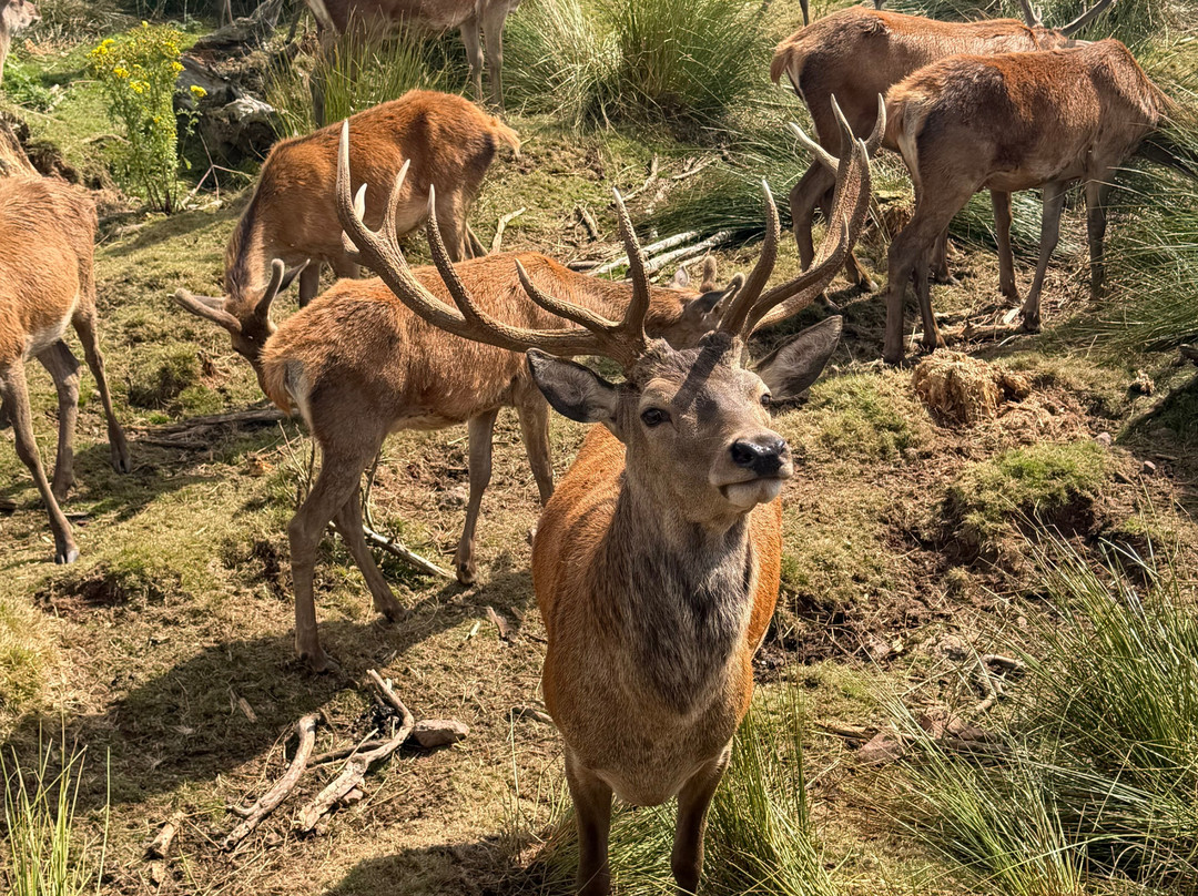 Bainloch Deer Park-Dalbeattie必去景点