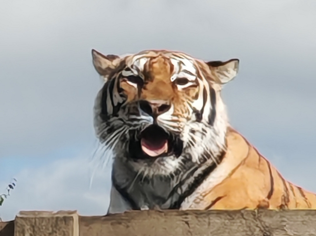 Colchester Zoo-科尔切斯特必去景点