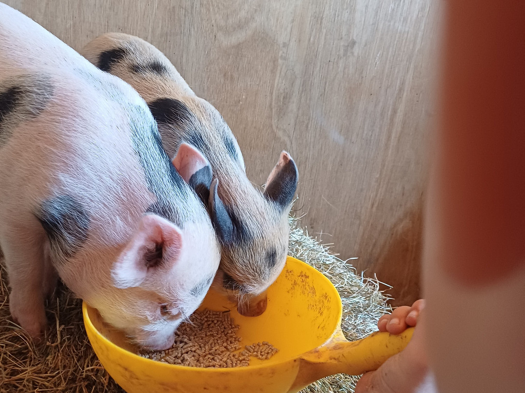 Quex Adventure Farm Park-Birchington必去景点
