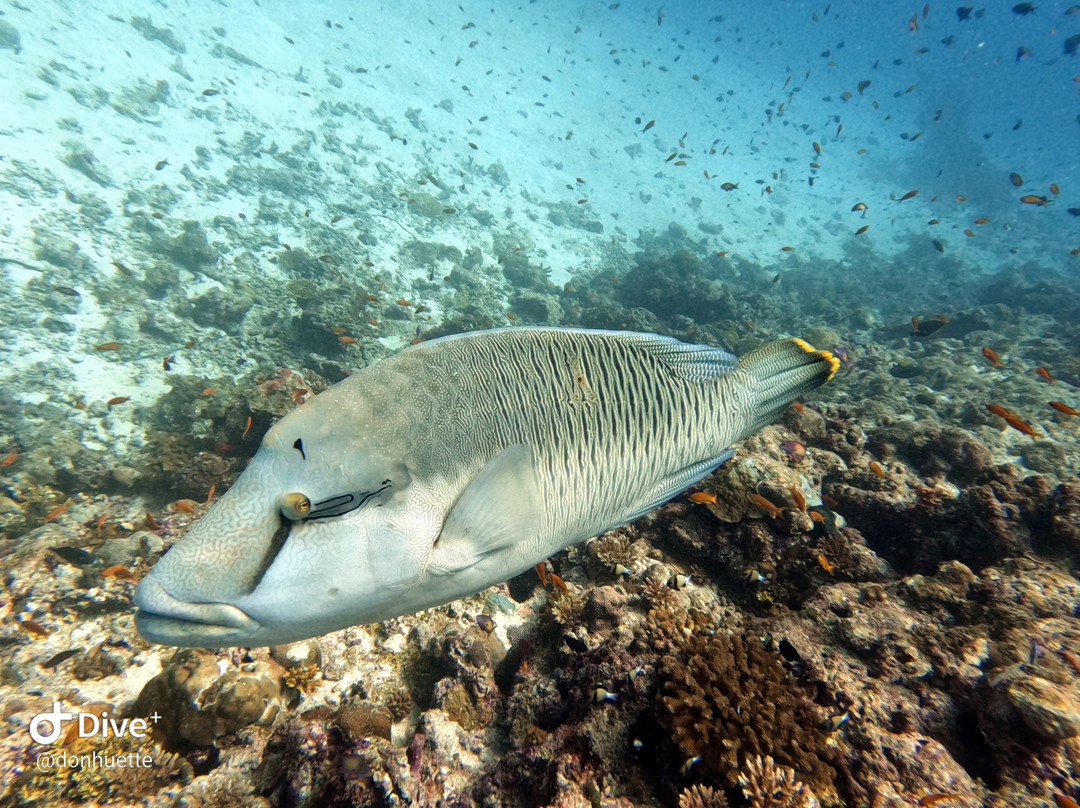 Himmafushi Scuba Adventure-Himmafushi Island必去景点