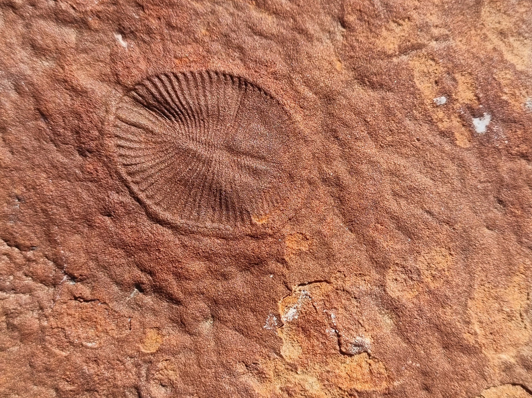 Nilpena Ediacara National Park-Nilpena必去景点