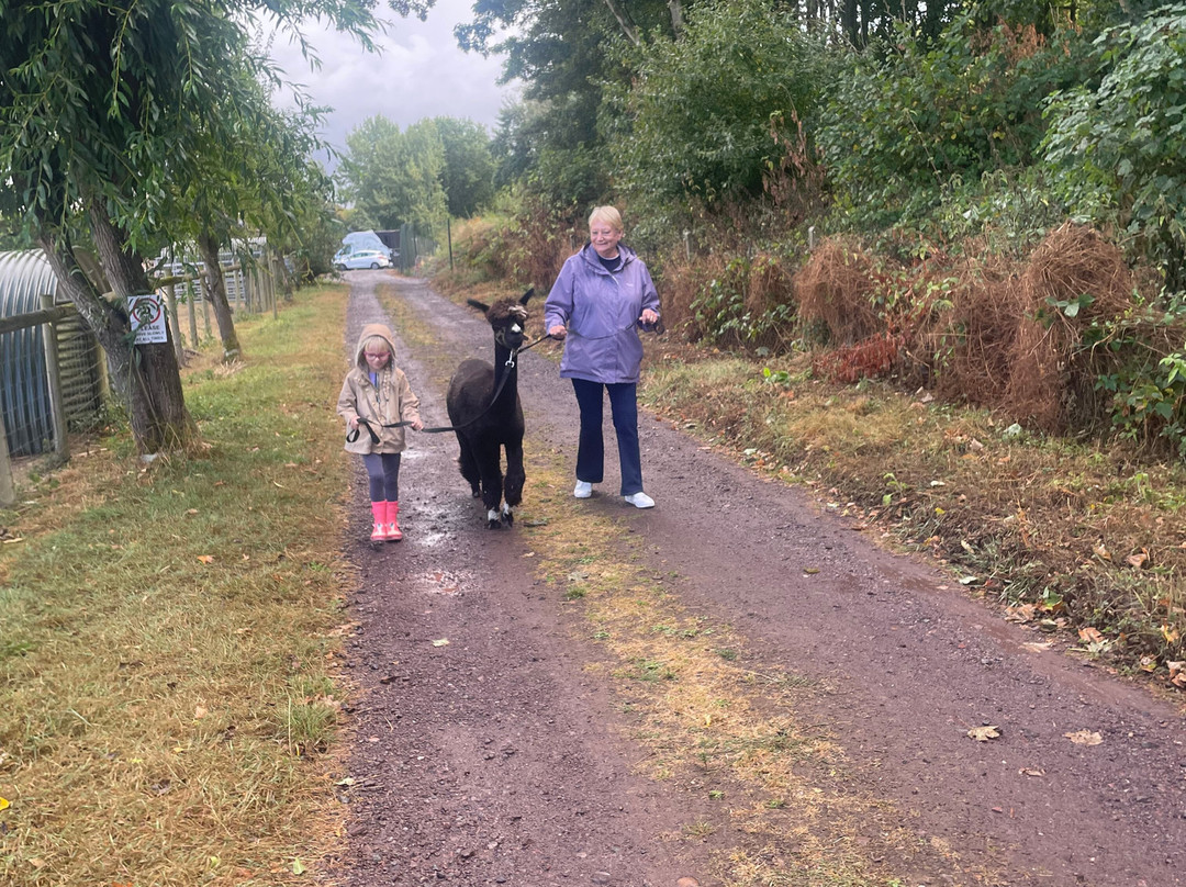 Wildwood Alpacas-Albrighton必去景点