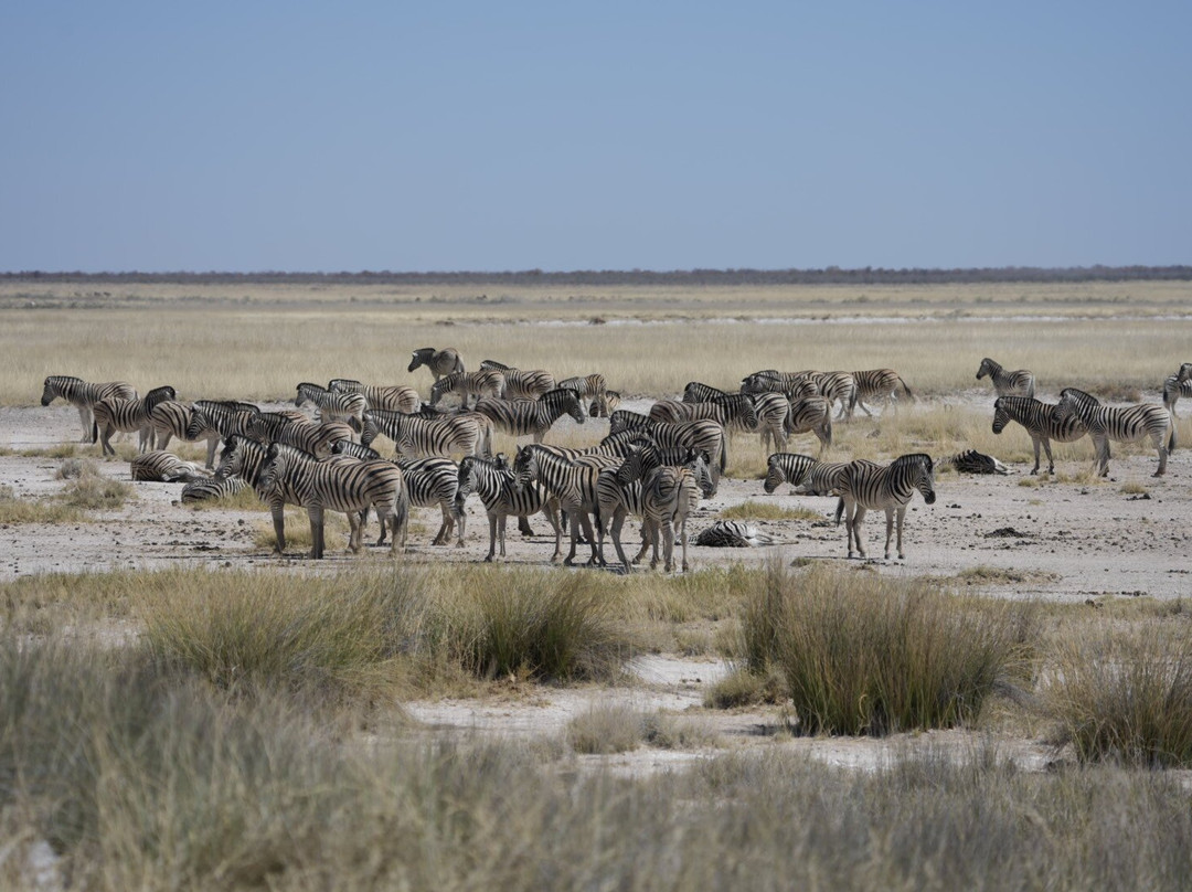Born in Etosha Self-Drive Private Tours-Okaukuejo必去景点