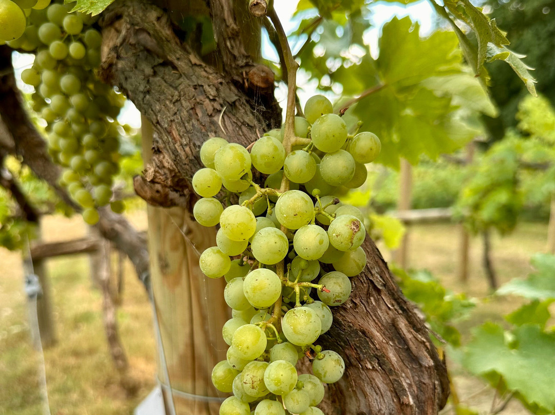 Chiltern Valley Winery & Brewery-泰晤士河畔亨利必去景点