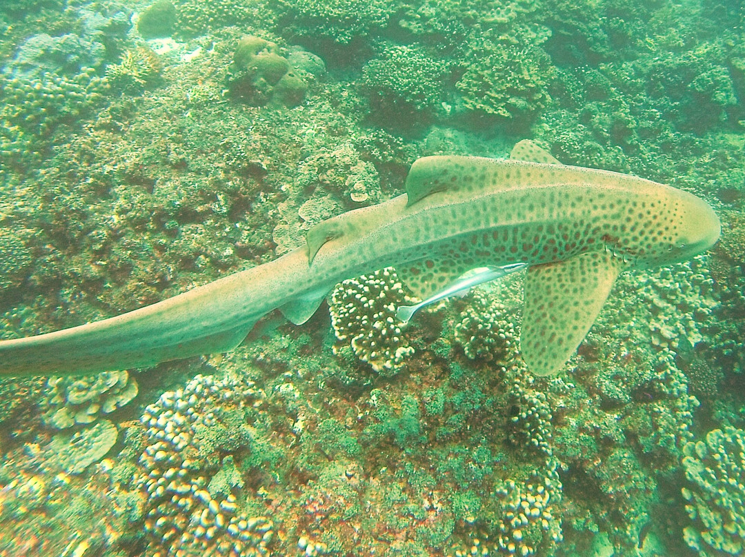 Seaoman Dive-Al Mussanah必去景点