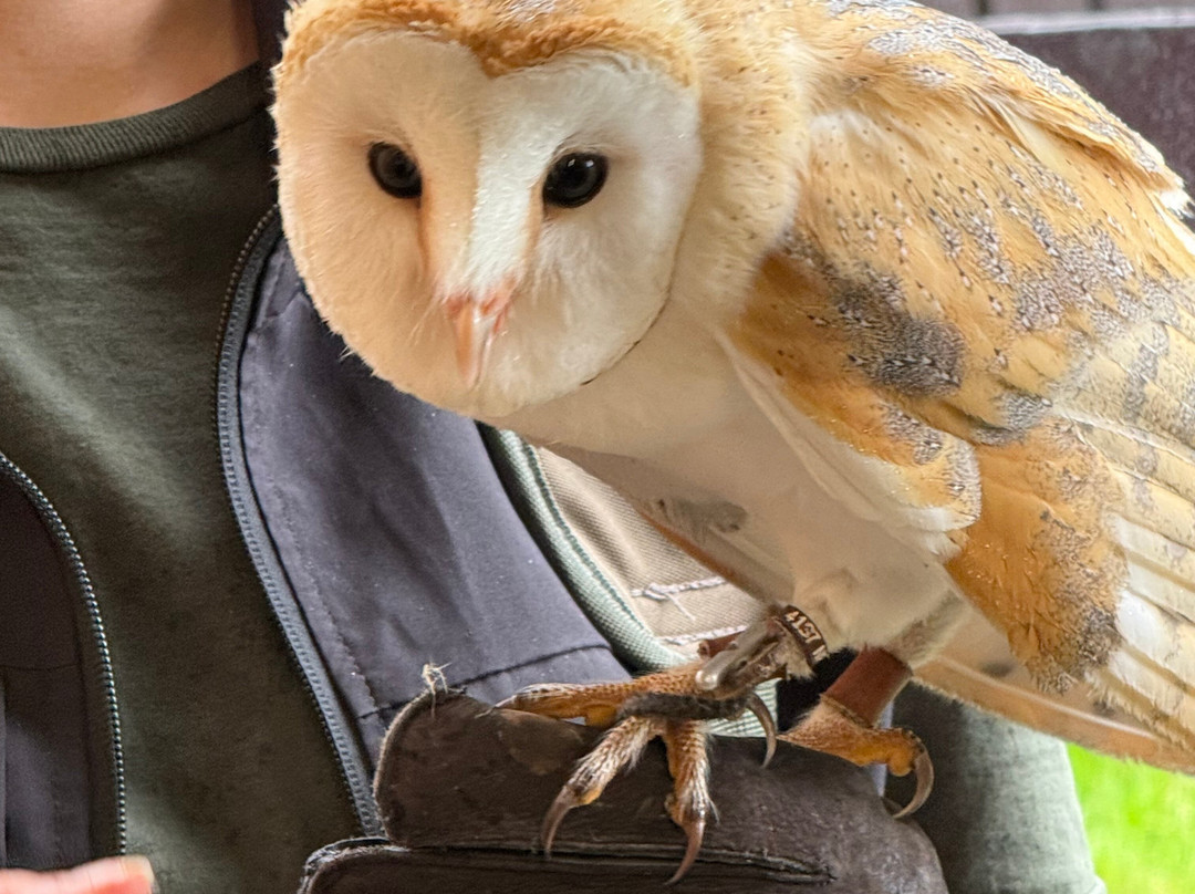 Falconry Kerry-基拉尼必去景点
