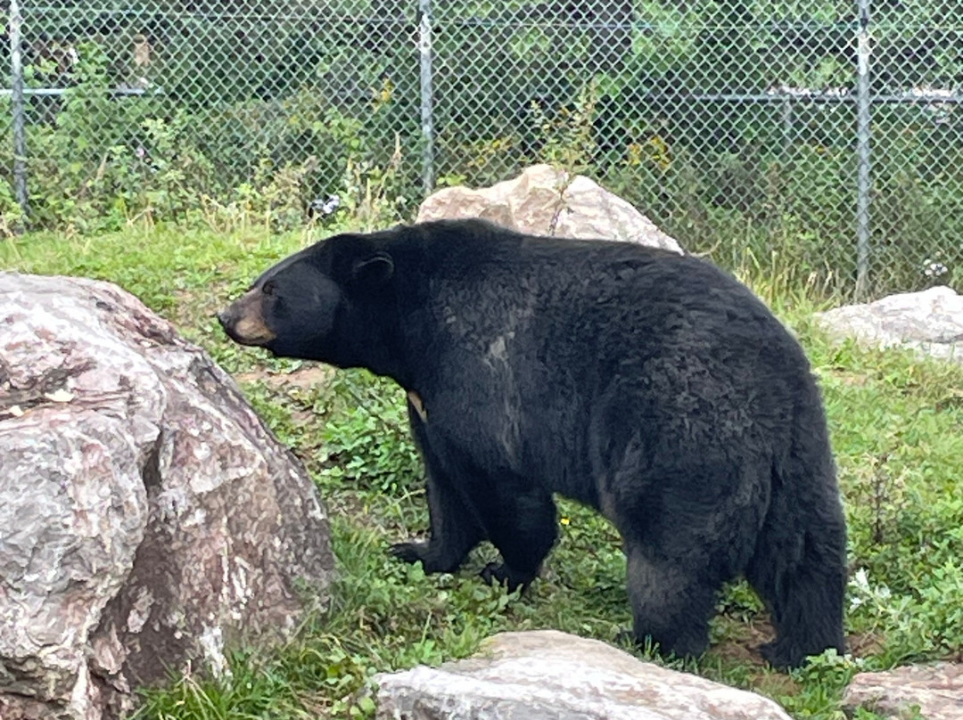Bioparc-Bonaventure必去景点