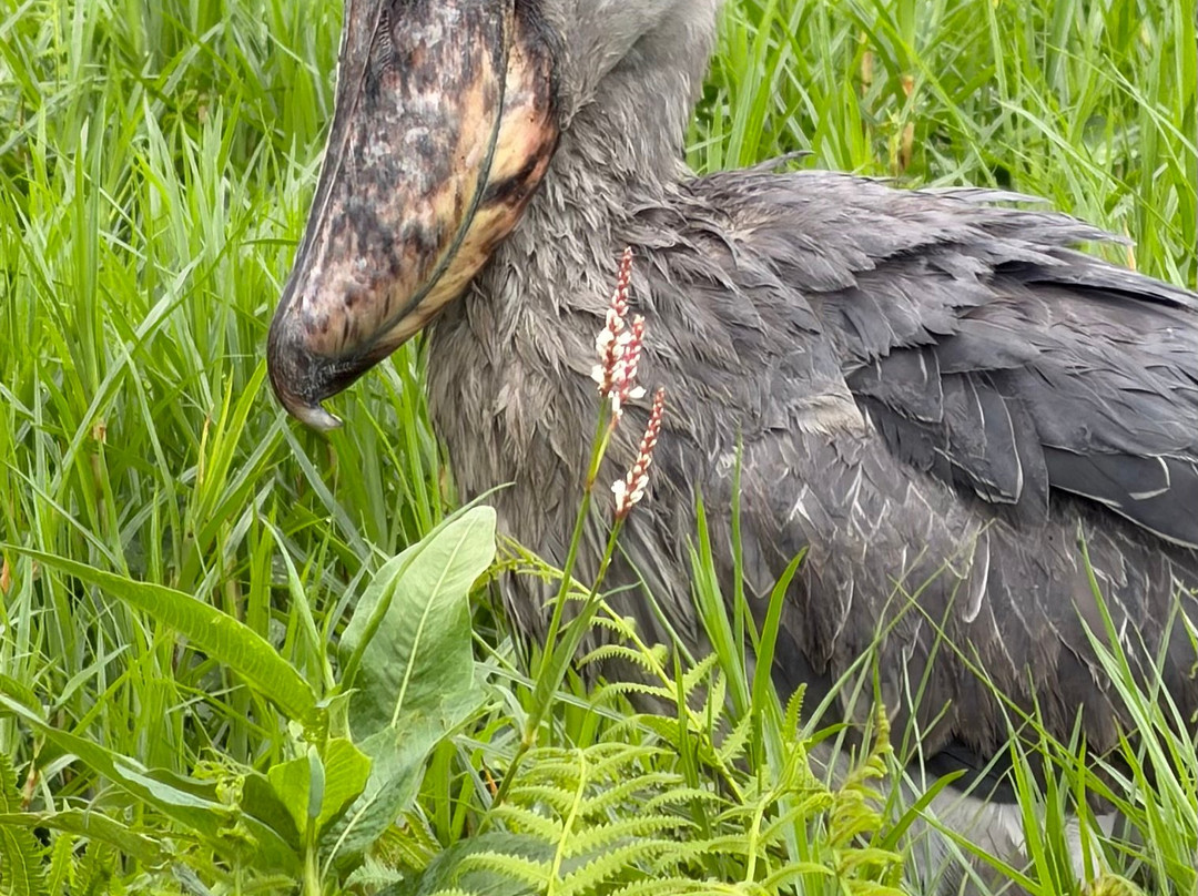 Mabamba Swamp Shoebill Bird Watching-恩德培必去景点