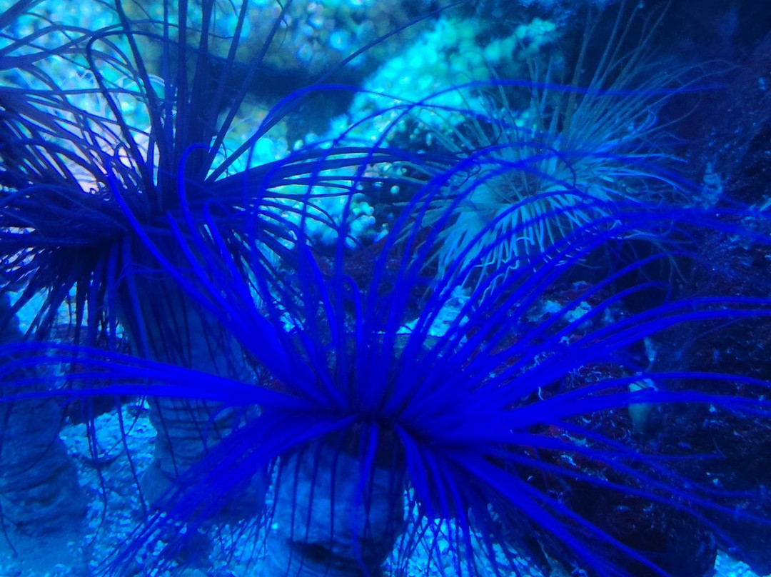 Grand Aquarium-圣马洛必去景点