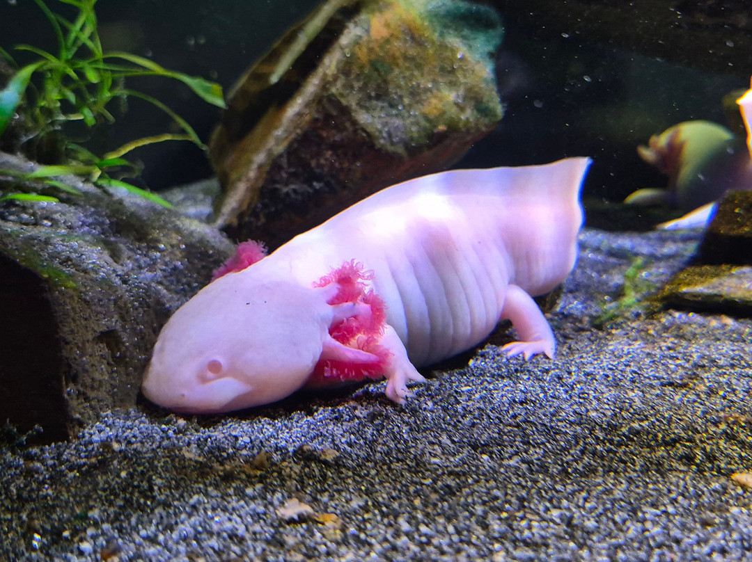 Grand Aquarium-圣马洛必去景点