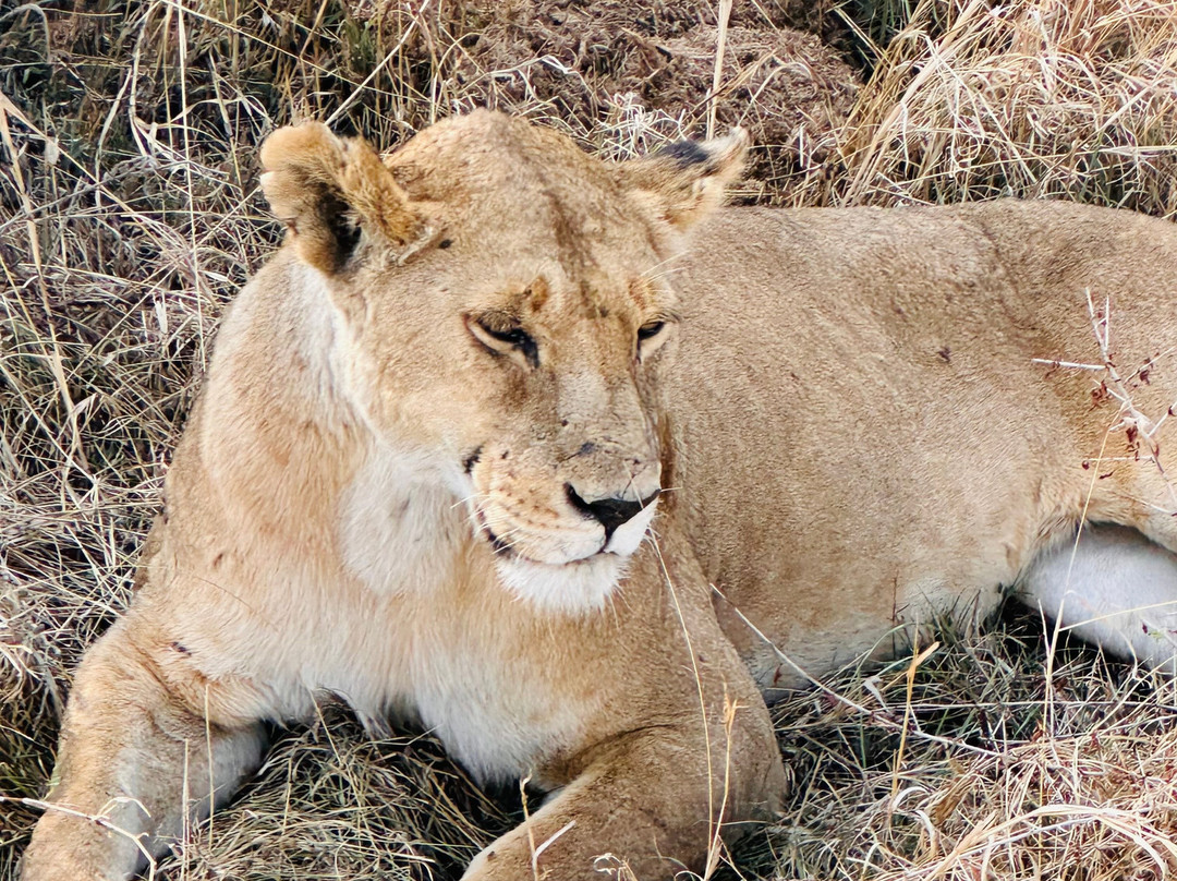 Sereland Africa Safaris-Sakina必去景点