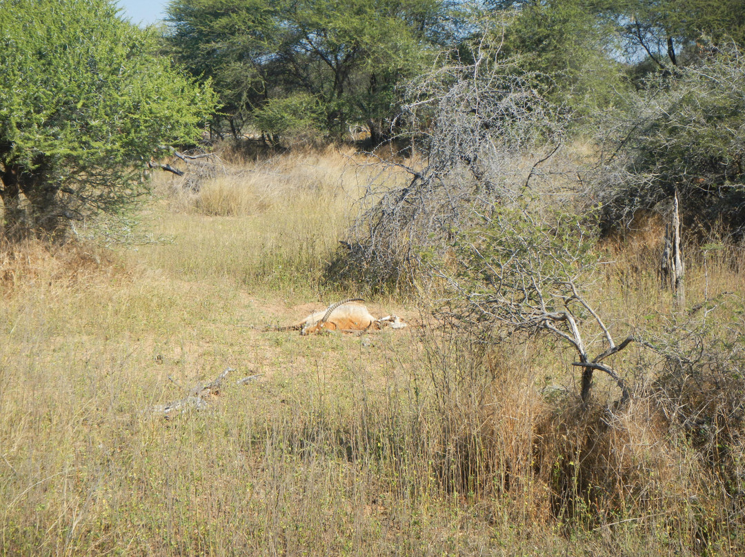 Buffalo Core Area-Bwabwata National Park必去景点