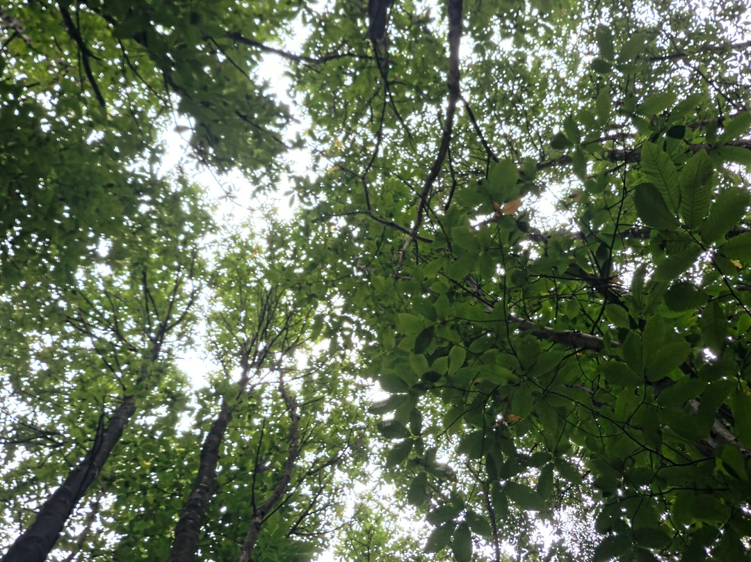 King's Wood-Challock必去景点