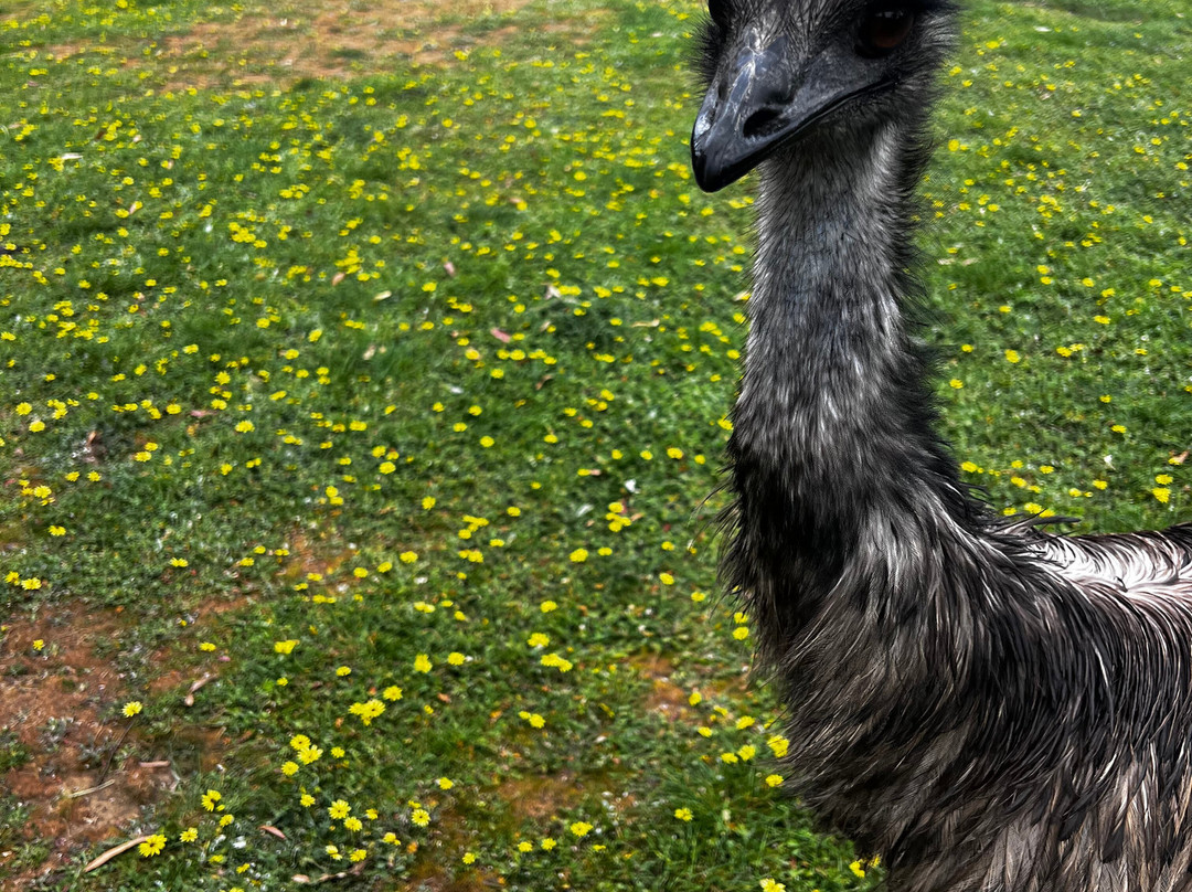 Cleland Wildlife Park-Crafers必去景点