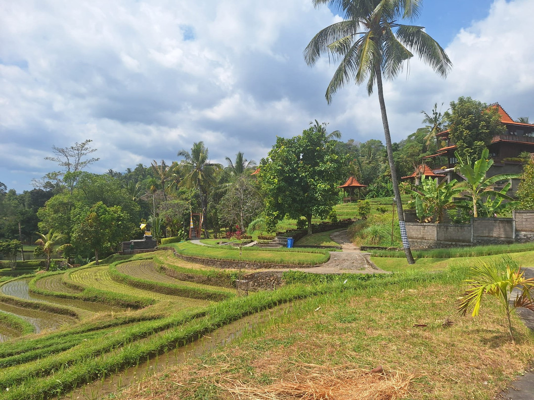 North Bali Tour Driver-Kayuputih必去景点