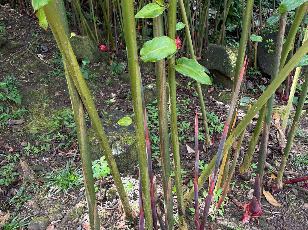 The Water Gardens of  Vaipahi-Taravao必去景点