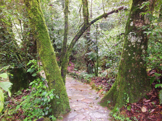 哀牢山国家级自然保护区-新平彝族傣族自治县必去景点