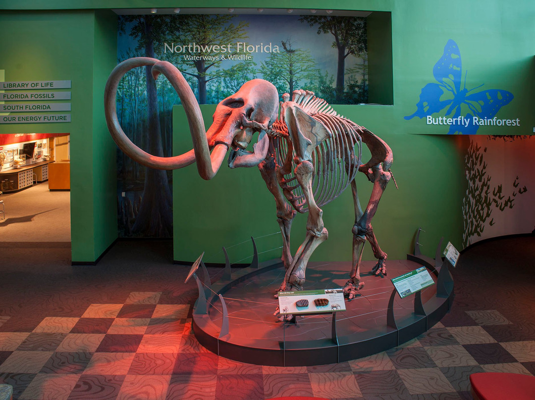 Florida Museum of Natural History景点图片