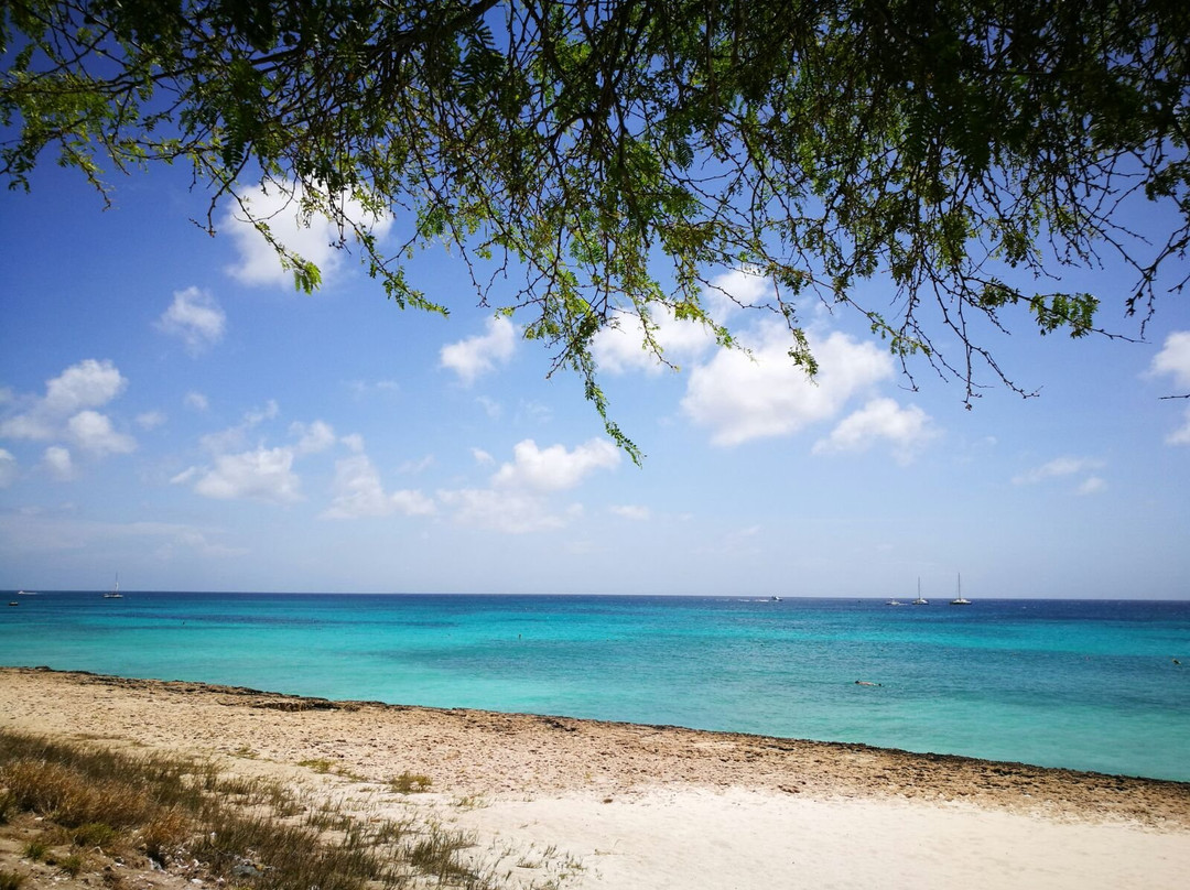 Malmok Beach-棕榈/鹰海滩必去景点