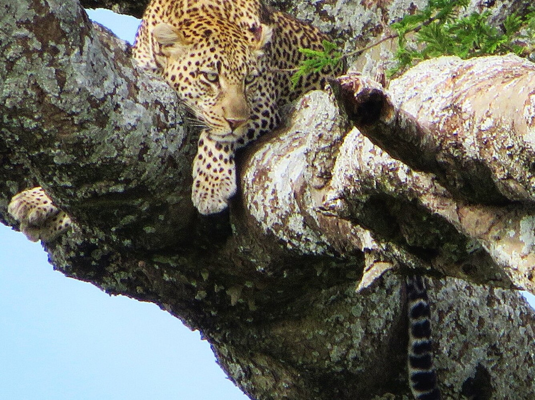 Shemeji Safari-阿鲁沙必去景点