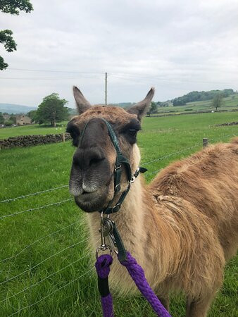 Nidderdale Llamas景点图片