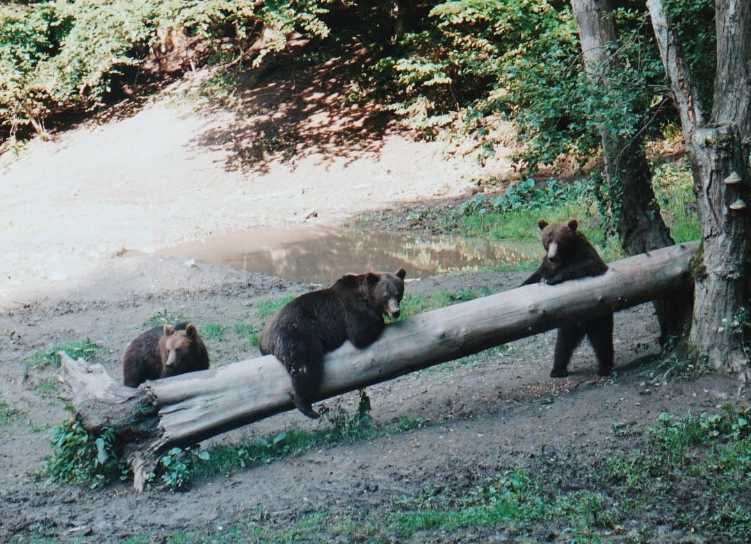Wild Romania Travel-布拉索夫必去景点