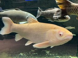 Sagamigawa Fureai Science Museum Aquarium Sagamihara-相模原市必去景点