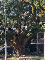 Seven Sisters Live Oak-Mandeville必去景点