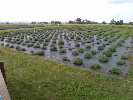 New Life Lavender & Cherry Farm景点图片