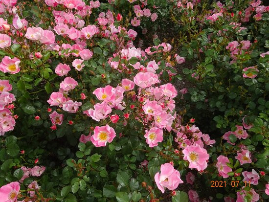 Michi-no-Eki Hot Haboro-羽幌町必去景点