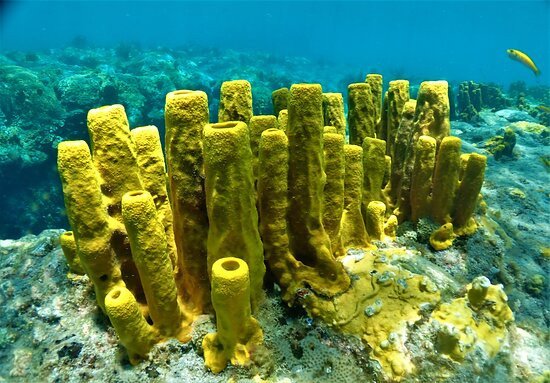 Nature Island Dive-Soufriere必去景点