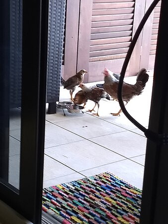 Marley's Taxi Service-圣 托马斯必去景点