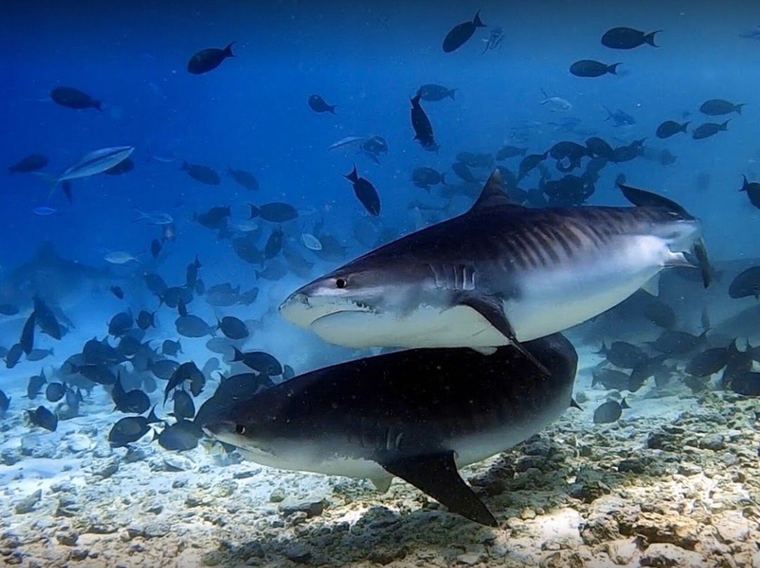 Fuvahmulah Tiger Shark Dive景点图片