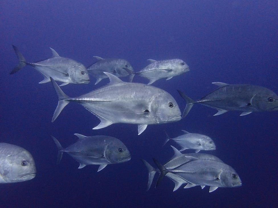Aqua Blue Fehendhoo Dive & Watersports