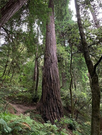 Forest of Nisene Marks State Park-阿普托斯必去景点