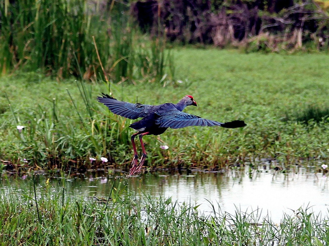 Bundala Wings And Wild Guilde Tours-Hambantota必去景点