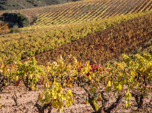 Camprovin旅游攻略图片