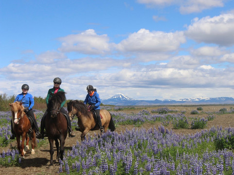 Hella Horses-海拉必去景点