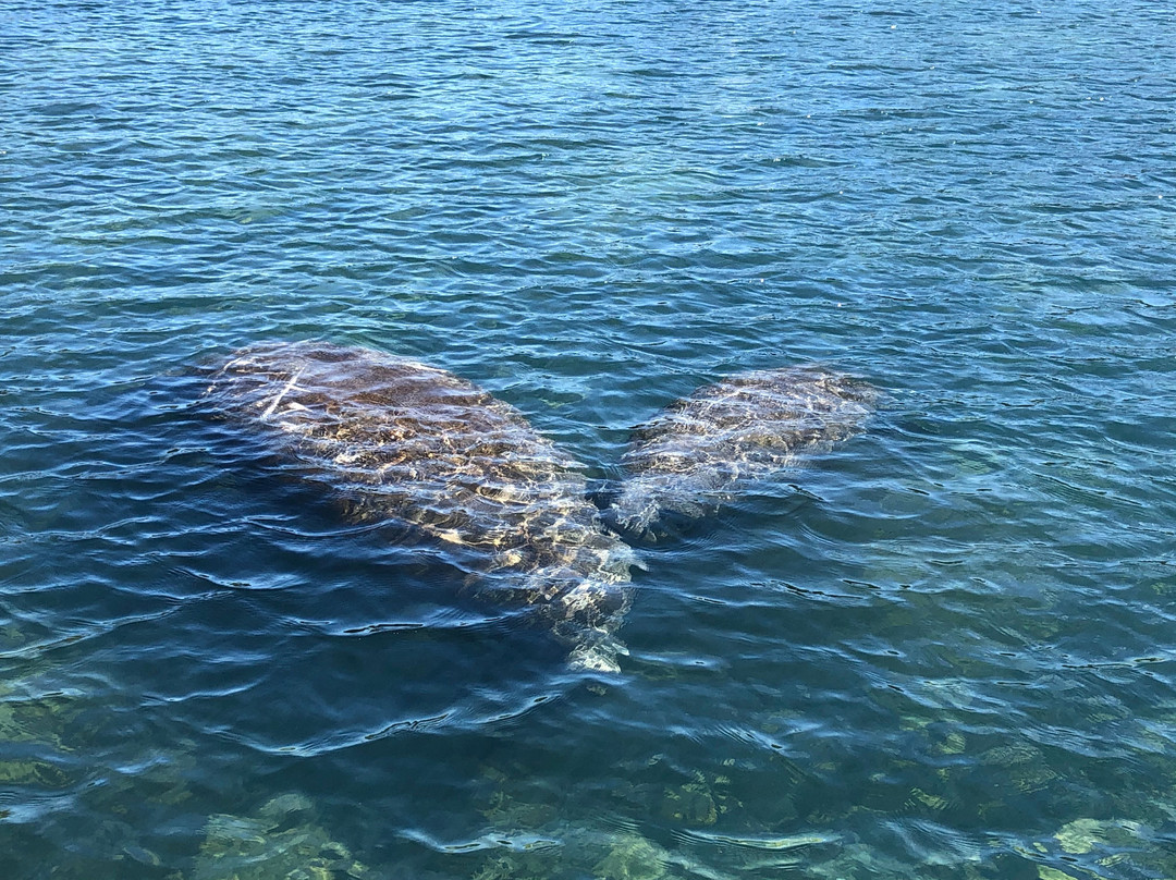 Homosassa River-Homosassa必去景点