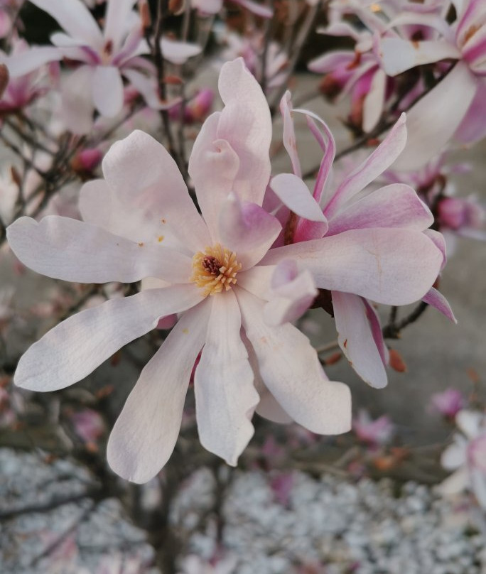 Centro Oeste-马亚达洪达必去景点