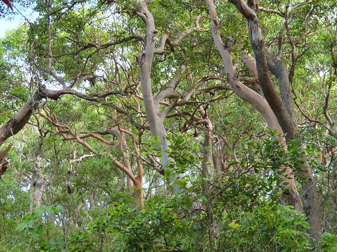 Rainforest Track-伯利角必去景点
