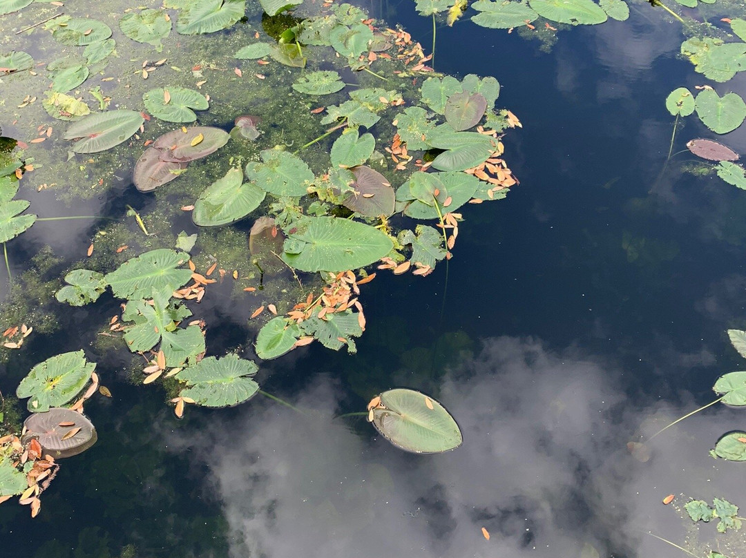 Lake Lily Park景点图片