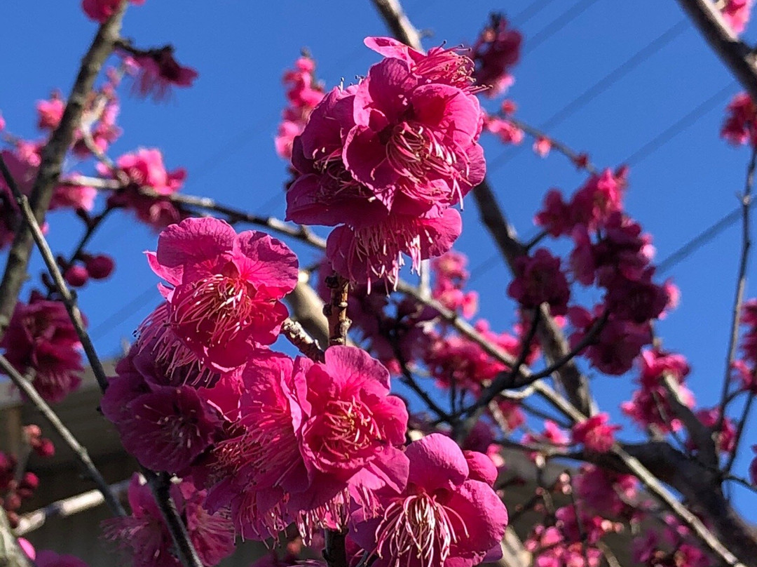 Ano Plum Grove-五条市必去景点